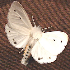 Spilosoma virginica