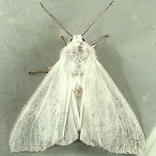 Hyphantria cunea