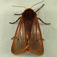 Phragmatobia fuliginosa