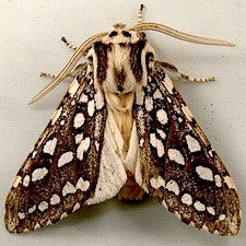 Lophocampa argentata