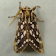 Lophocampa argentata