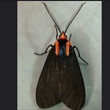 Ctenucha rubroscapus