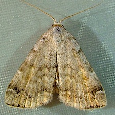 Idia americalis