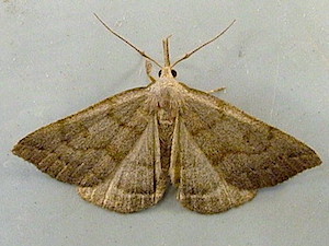 Chytolita morbidalis