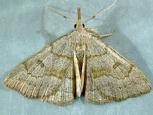 Chytolita morbidalis