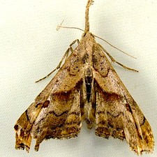 Palthis angulalis