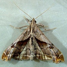 Palthis angulalis