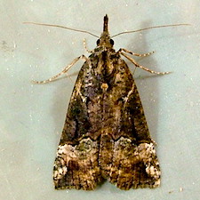 Hypena decorata