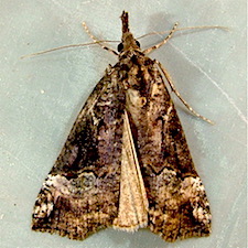 Hypena decorata