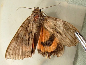 Catocala junctura