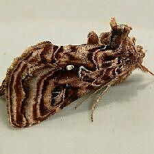 Autographa mappa