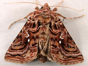 Autographa mappa