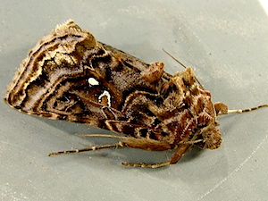 Autographa mappa