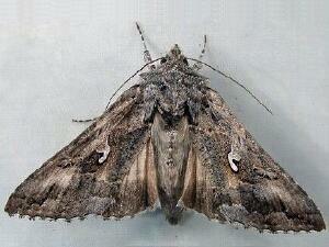 Autographa californica