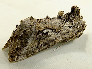 Autographa californica