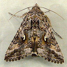 Autographa californica