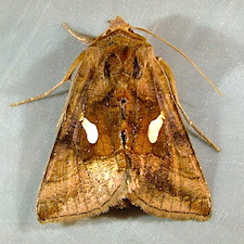 Autographa metallica