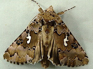 Autographa corusca