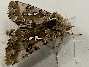 Autographa corusca