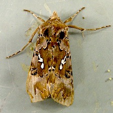 Autographa corusca