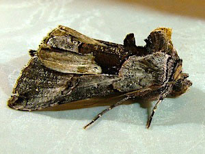 Autographa ampla