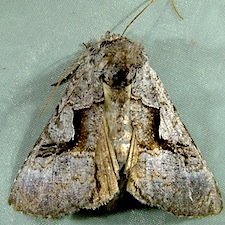 Syngrapha epigaea