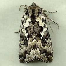 Syngrapha rectangula