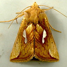 Plusia nichollae