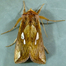 Plusia nichollae