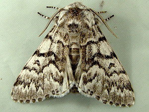 Panthea virginarius