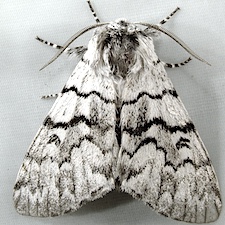 Panthea virginarius