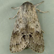 Acronicta insita