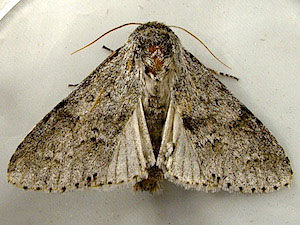 Acronicta insita