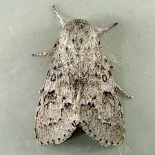 Acronicta insita