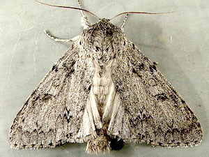 Acronicta insita