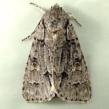 Acronicta grisea