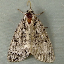 Acronicta fragilis