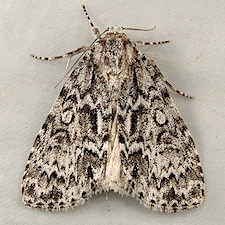 Acronicta fragilis