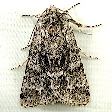 Acronicta impressa