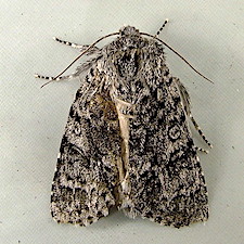 Acronicta impressa