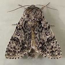 Acronicta impressa