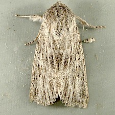 Acronicta oblinita