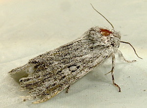 Acronicta oblinita