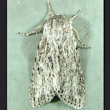 Acronicta oblinita