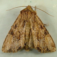 Apamea atriclava