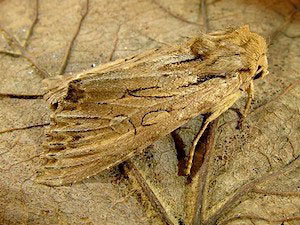 Apamea atrosuffusa