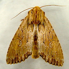 Apamea maxima