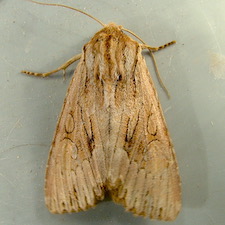 Apamea maxima