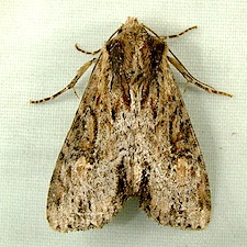 Apamea vultuosa