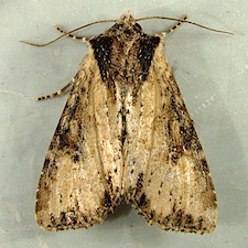 Apamea vultuosa